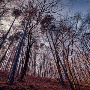 Tavaszi, erdei kép, a Bükk szívében